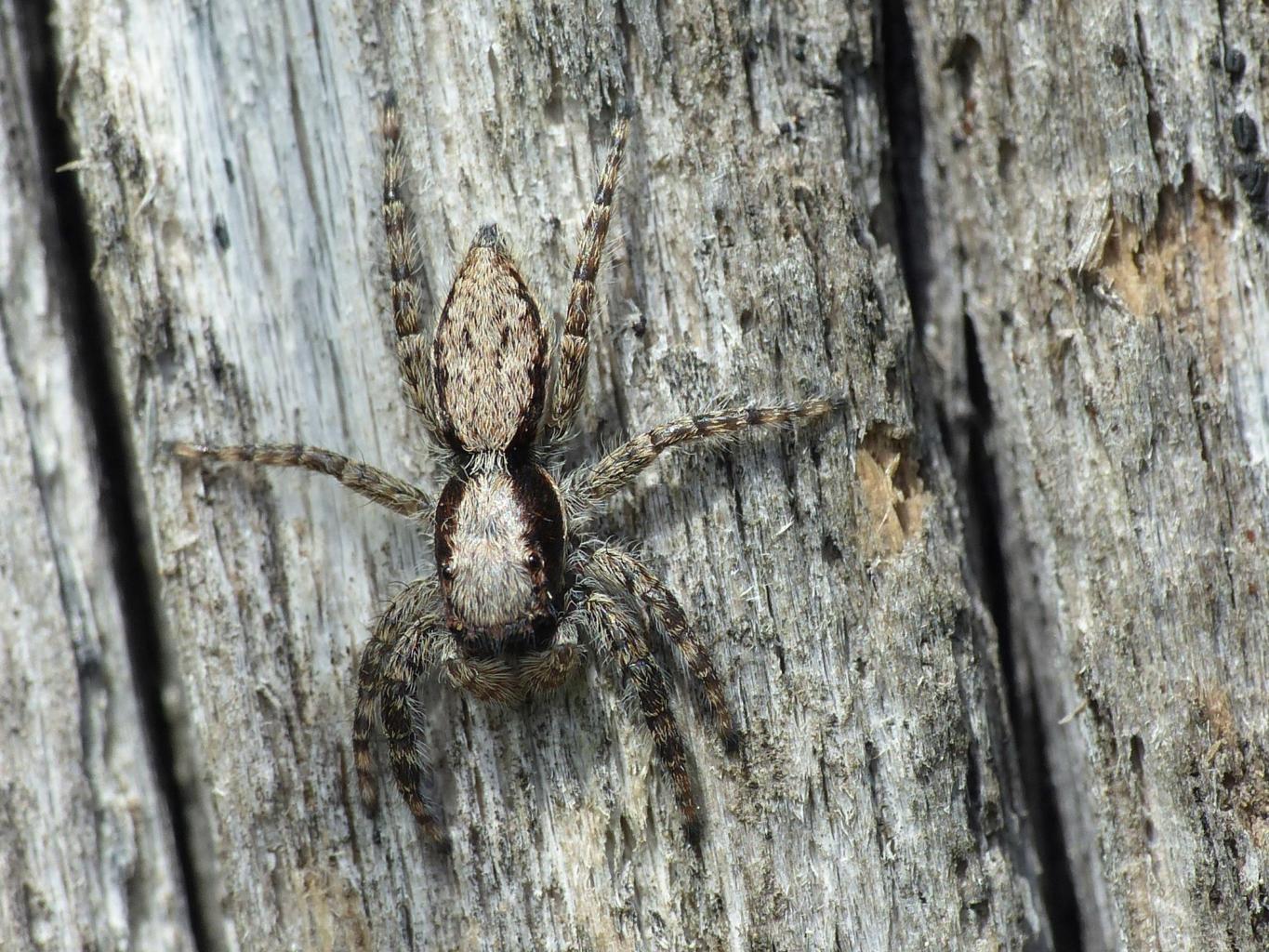 Menemerus taeniatus, femmina - Tolfa (RM)